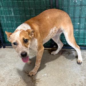 Bristol, Cattle Dog, Australian (Red Heeler), adult, available for adoption