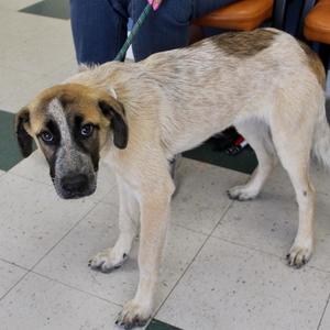 Bianca, Shepherd, young, available for adoption