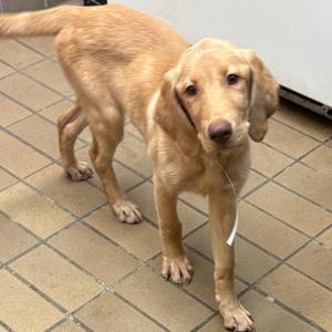 A light brown dog standing on a tiled floor, looking directly at the camera.