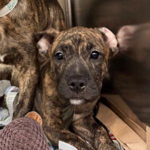 Bijou, Terrier, Pit Bull, puppy, available for adoption