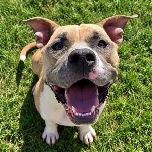Andromeda, Terrier, Pit Bull, adult, available for adoption