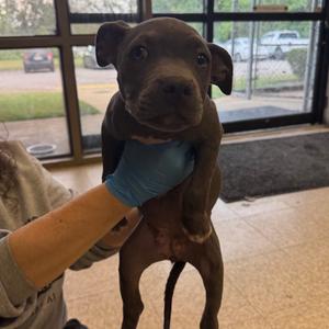 Clarice, Terrier, Pit Bull, puppy, available for adoption