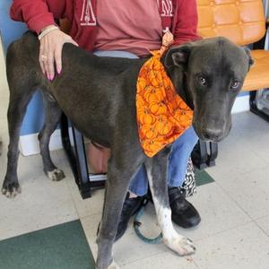 Chucky, Great Dane, adult, available for adoption