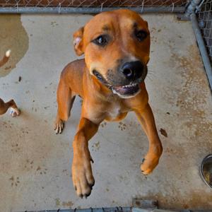 Briallen, Terrier, Pit Bull, adult, available for adoption