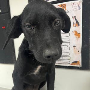 Asiago, Retriever, Labrador, puppy, available for adoption