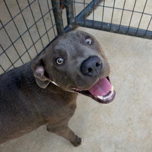 A happy black dog with its mouth open, standing in a fenced area.