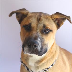 a close-up of a dog with a light brown coat and floppy ears, wearing a collar