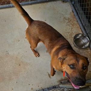 Baxter, Shepherd, adult, available for adoption