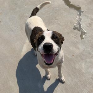 A happy brown and white dog with a black nose and floppy ears is standing on a concrete surface, looking up with its mouth open and tongue out. The dog's tail is raised and curved, and it casts a shadow on the ground.