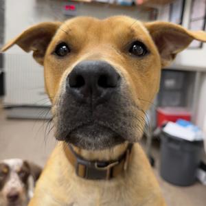 Billy Ray Jr, Terrier, adult, available for adoption