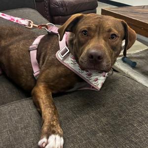 Carmen, Terrier, Staffordshire Bull, adult, available for adoption