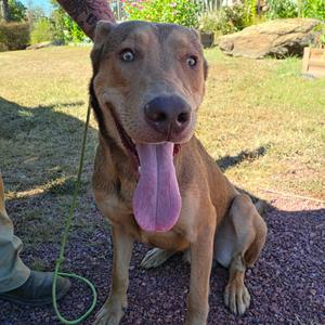 Cobb, Shepherd, adult, available for adoption