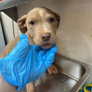 Benita, Terrier, Pit Bull, puppy, available for adoption