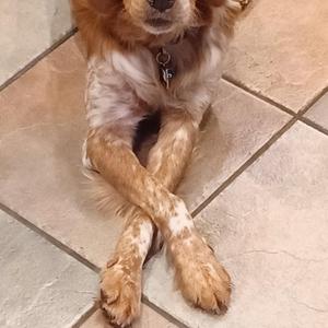 A brown and white dog sitting on a tiled floor with its front paws crossed.