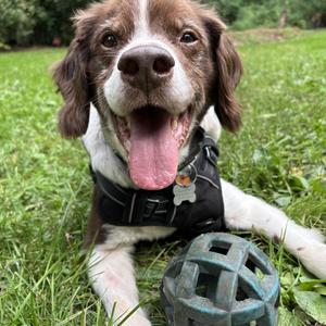 Grizzly, Brittany Spaniel, senior, available for adoption