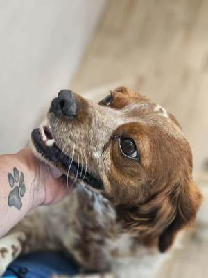 A close-up of a brown and white dog with floppy ears, looking up at a person's hand that is gently holding its chin. The person has a tattoo of a paw print on their wrist.