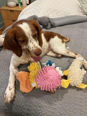 Dolly, Brittany Spaniel, adult, available for adoption