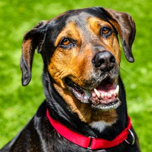 Max, Hound, senior, available for adoption