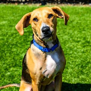 Eleanor, Hound, adult, available for adoption