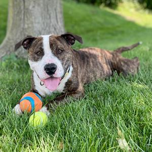 Rey, Terrier, Pit Bull, adult, available for adoption