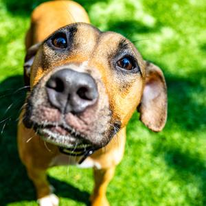 Cordelia, Terrier, American Pit Bull, adult, available for adoption