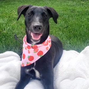 Zuma, Whippet, young, available for adoption