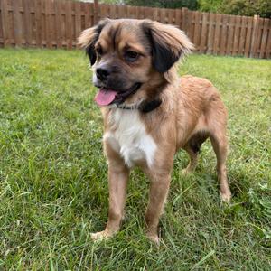 A brown and white dog with floppy ears standing on grass