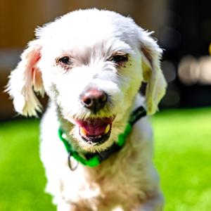 Missy, Maltese, senior, available for adoption