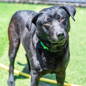 Ace, Retriever, Labrador, adult, available for adoption