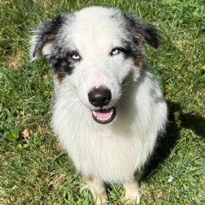 Woody, Shepherd, Australian, adult, available for adoption