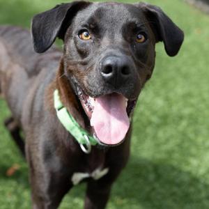 Green Lantern, Retriever, Labrador, adult, available for adoption