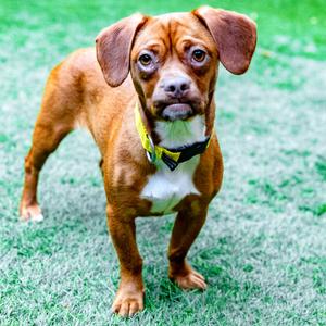 Tawny, Mixed Breed (Small), young, available for adoption