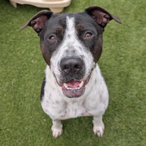 Domino, Terrier, American Staffordshire, adult, available for adoption