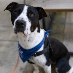 Domino, Terrier, American Staffordshire, adult, available for adoption