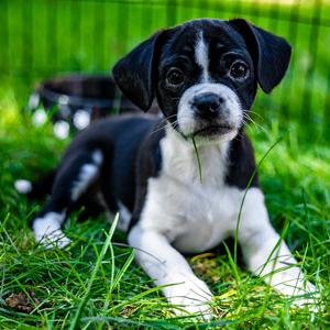 Loki, Mixed Breed (Small), puppy, available for adoption
