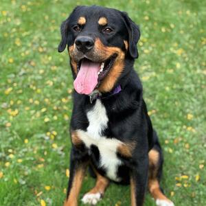 Deuce, Greater Swiss Mountain Dog, adult, available for adoption