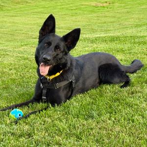 Buffy, Shepherd, German, adult, available for adoption