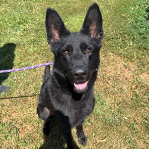Buffy, Shepherd, German, adult, available for adoption