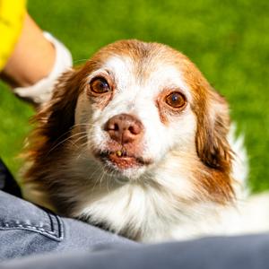 Tito, Chihuahua, senior, available for adoption