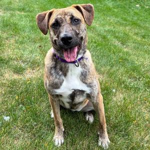 A brindle and white dog with floppy ears sitting on a grassy lawn, wearing a purple collar and looking directly at the camera with its mouth open and tongue out.