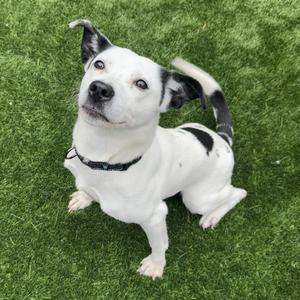 Willow, Cattle Dog, Australian (Blue Heeler), adult, available for adoption