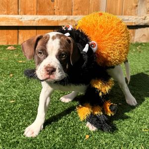 Nat, Mixed Breed (Small), puppy, available for adoption