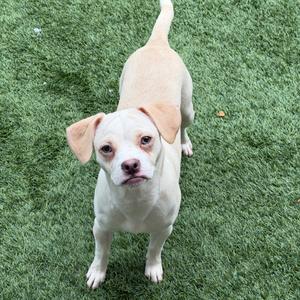 A light-colored dog with floppy ears standing on green artificial turf, looking up at the camera.