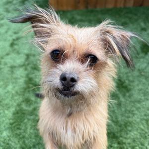 a small dog with shaggy fur standing on green grass