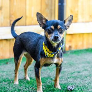 Gigi, Chihuahua, adult, available for adoption
