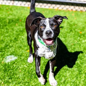 Drake, Cattle Dog, young, available for adoption