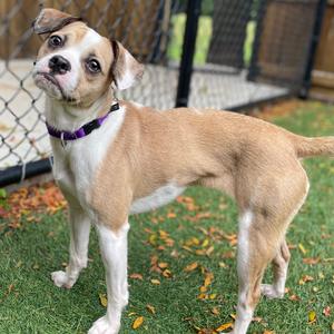 Baby Girl, Mixed Breed (Small), adult, available for adoption
