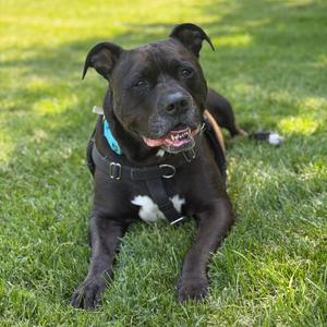 Kane, Terrier, American Staffordshire, senior, available for adoption