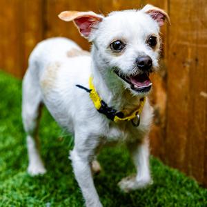 Caden, Chihuahua, Short Coat, adult, available for adoption