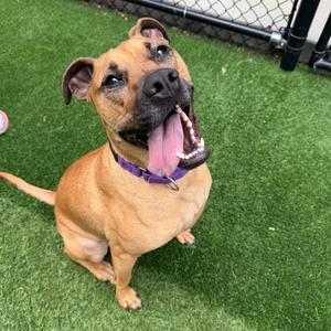 Gracie Lou, Boxer, adult, available for adoption